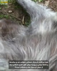 یک گرگ بسیار خوسحال