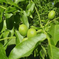 نهال گردوی شناسنامه دار 09121270623