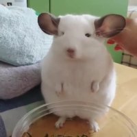 شانه کردن موش