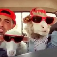 آوازخوانی دورهمی گوسفندان