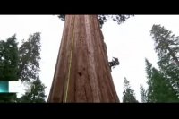 شبیه سازی و کاشت درخت سه هزارساله سکویا