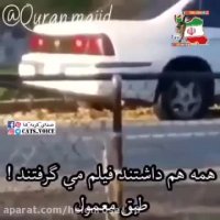 عقاب و گربه خانگى