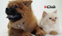 کل کل دیدنی سگ و گربه ها