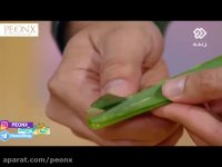 خرید گیاه آلوئه ورا | نحوه نگهداری گلدان آلوئه ورا