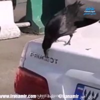 پژوپارس و کلاغ