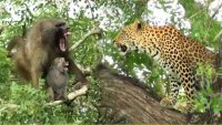لحظه وحشتناک و دلخراش در زندگی بابون ها