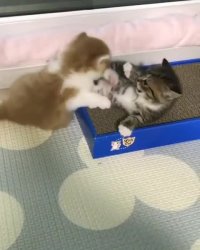 بازی بچه گربه ها