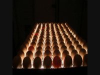 انواع نطفه سنج ( دستی و شانه ای )