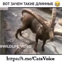 كس نخارد پشت من