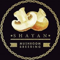 آموزش راه اندازی سالن پرورش قارچ مهندس دلشاد 09120342573