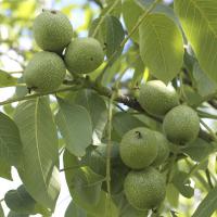 قیمت نهال گردوی چندلر اصلاح شده 09121270623