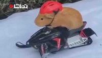 خوکچه هندی سوار بر اسنوموبیل