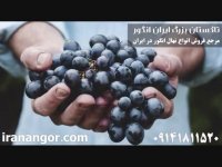 فروش نهال انگور (8) در تاکستان ایران انگور 09141811520