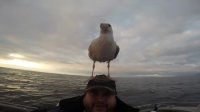 Seagull Lands on Man's Head and Just Stays There 😂
