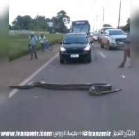 عبور مار بررگ آناکوندا از وسط اتوبان در برزیل