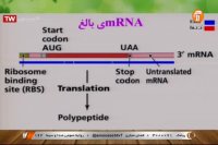 زیست شناسی 3 - مرور فصل 2 - پایه دوازدهم - 22 خرداد