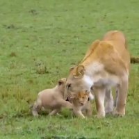 احساسات مادرانه شیرها