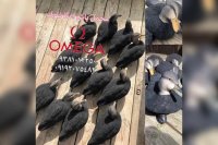 پترن هیدروگرافیک/اکتیواتور/چسب مخمل02156646297