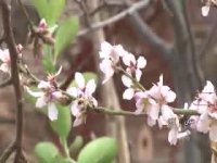 شکوفه دادن درختان بادام لنجان خبر از نو شدن فصل می دهند