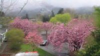 Timelapse: Spring Comes to Issaquah