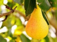 فروش نهال گلابی دم کج 09124482642