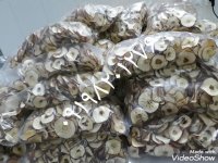 خشک کن برقی میوه خشک کن دستگاه خشک کن