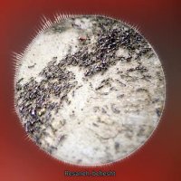 رسانه بهشت امیرالمومنین