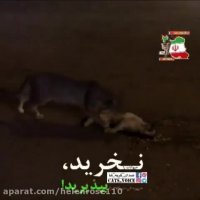 هنگام رانندگی احترام به حقوق مخلوقات دیگرخداوندواجب است