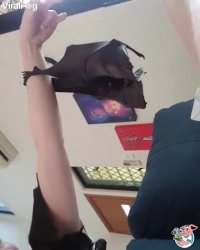 نگه داری از بچه خفاش در خانه!