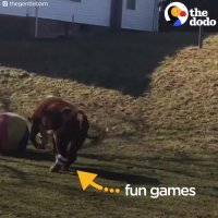 Rescue Cows Are SO SPOILED Now | The Dodo