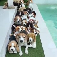 کدوم واقعیه کدوم عروسک؟