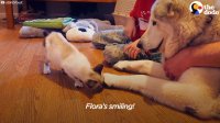 SAD Dog Loses Cat Best Friend, But Gets 4 Foster Kittens To Take Care Of | The Dodo