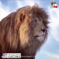 زیبایى و ابهت شیر نر ( به یاد شیر ایرانى