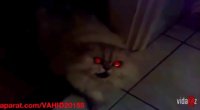 جن وحشتناک و عجیب و واقعی به شکل گربه سفید۱۶+