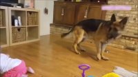 German Shepherd is the best protector for kids and babies - Compilations
