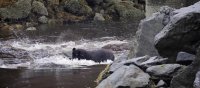 Discover Wild Alaska | Southern Alaska Expeditions