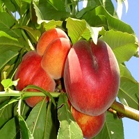 فروش هلو شناسنامه دار 09121270623