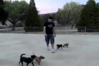 خوشحالی سگ کوچولو