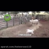 دفاع مادرانه