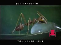 تا حالا آب خوردن مورچه رو دیدین!