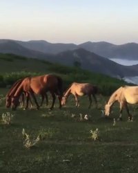 اسب های وحشی آزاد بر فراز ابرها | جاده رویایی اسالم به خلخال