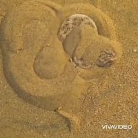 فرو رفتن مار به درون شنها برای فرار از آفتاب داغ صحرا