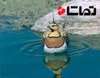 رهاسازی پرندگان کمیاب در گلستان