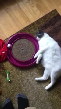 روش جالب گربه تنبل برای بازی کردن