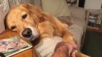 Dog begs for more attention in cutest possible way