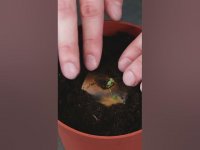 ترفندهای جالب باغبانی با موز