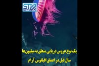 یک عروس دریایی متعلق به میلیون ها سال قبل در اعماق اقیانوس آرام