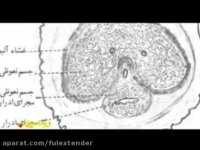 پکیج ویژه گلدن سایز بزرگ کننده