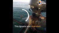 Iguana Rescued From Middle Of The Ocean | The Dodo