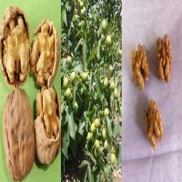 فروش نهال گردو پدرو پیوندی  09123205271